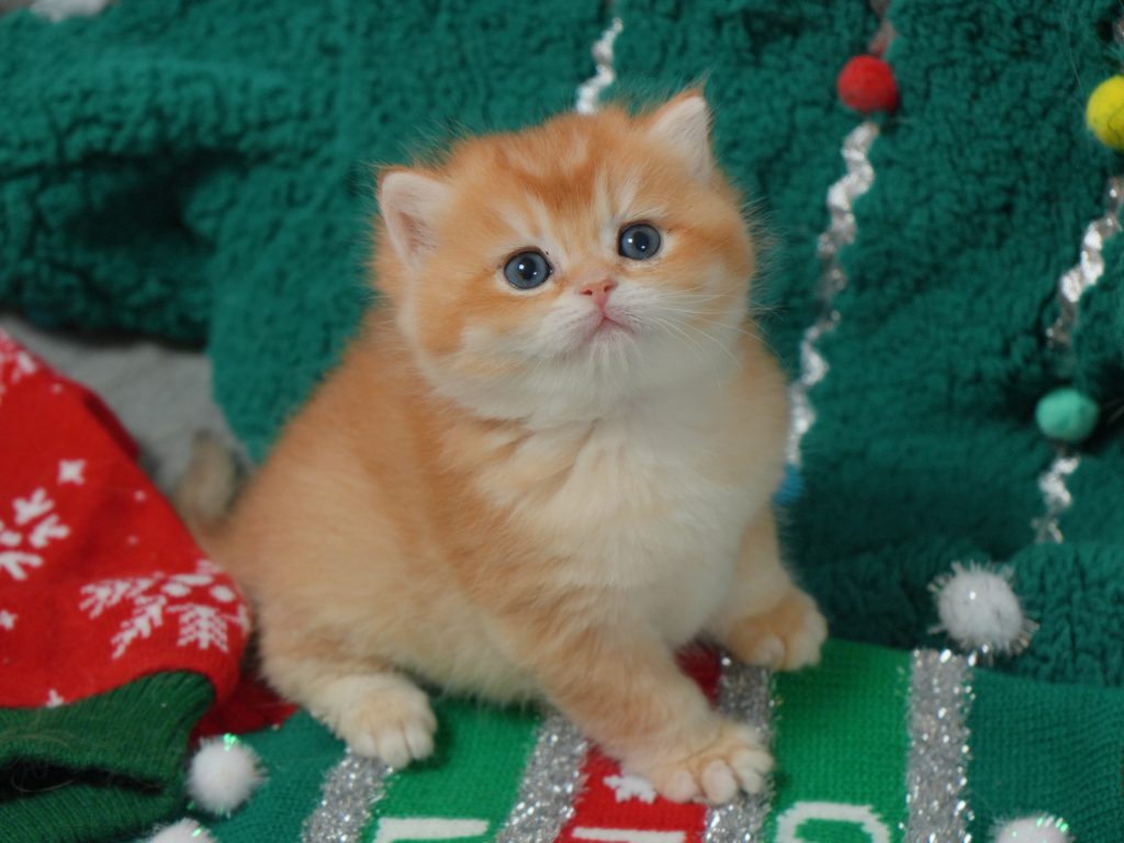 Revi - Golden Shaded British Shorthair Kitten - British Shorthair for sale & British Longhair Kittens for sale