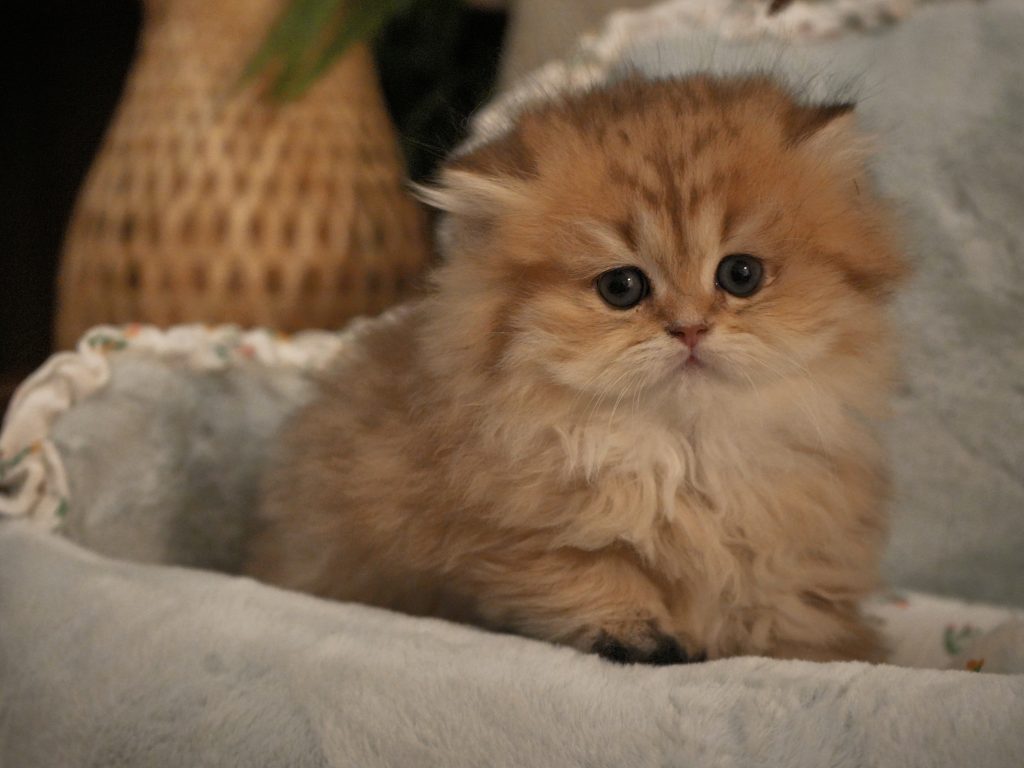Sybil - Golden British Longhair - British Shorthair for sale & British Longhair Kittens for sale