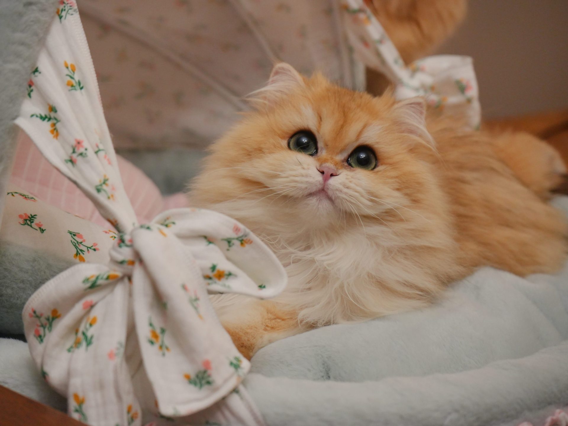 British Longhair Kittens For Sale | TICA Registered | USA Shipping - British Shorthair for sale & British Longhair Kittens for sale