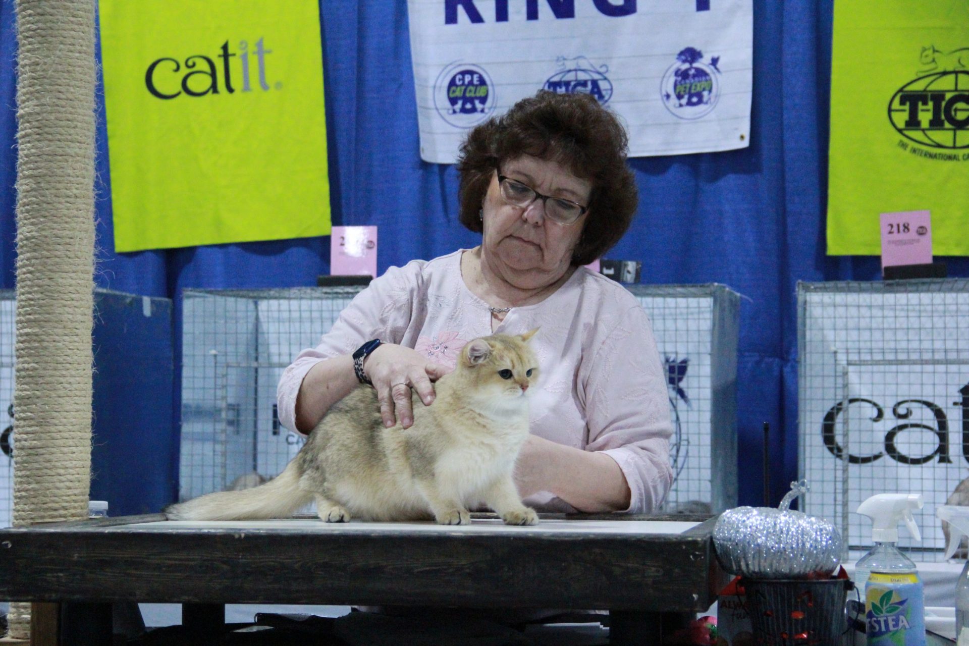 british shorthair orange