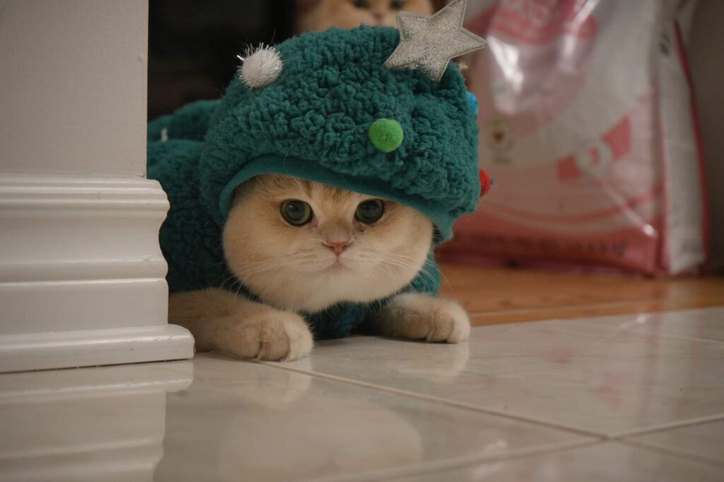 Mochi - Blue Golden Shell British Shorthair - British Shorthair for sale & British Longhair Kittens for sale