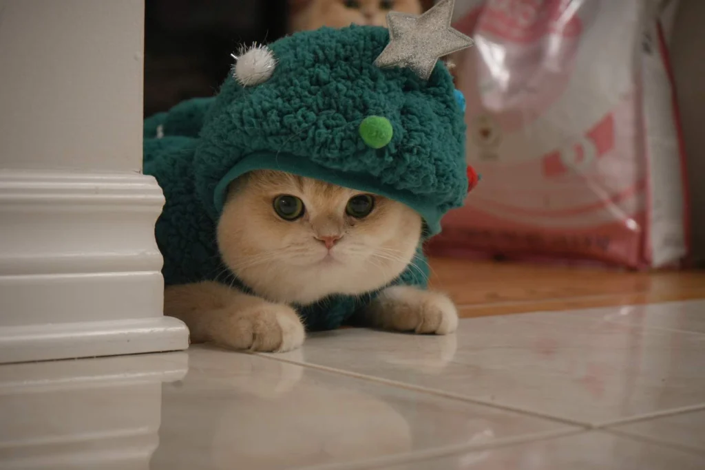 Mochi - Blue Golden Shell British Shorthair - British Shorthair for sale & British Longhair Kittens for sale