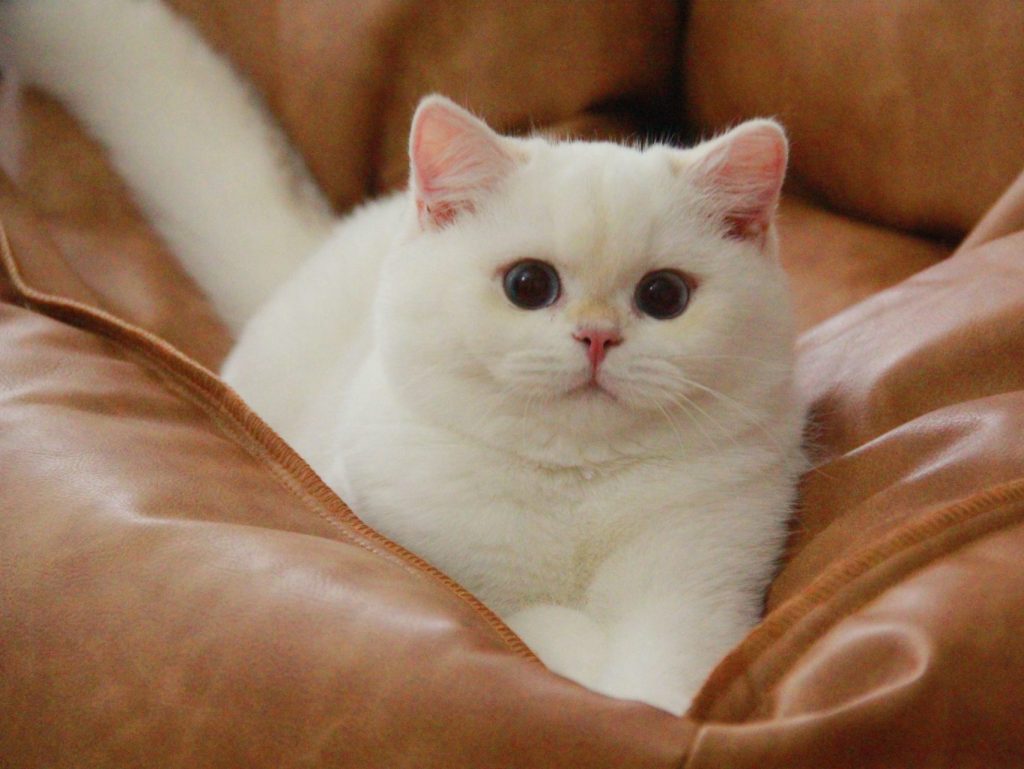 Storm - A Strong Golden Shaded Point British Shorthair Cat - British Shorthair for sale & British Longhair Kittens for sale