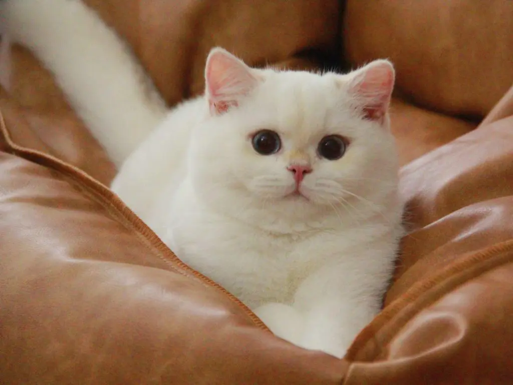 Storm - A Strong Golden Shaded Point British Shorthair Cat - British Shorthair for sale & British Longhair Kittens for sale