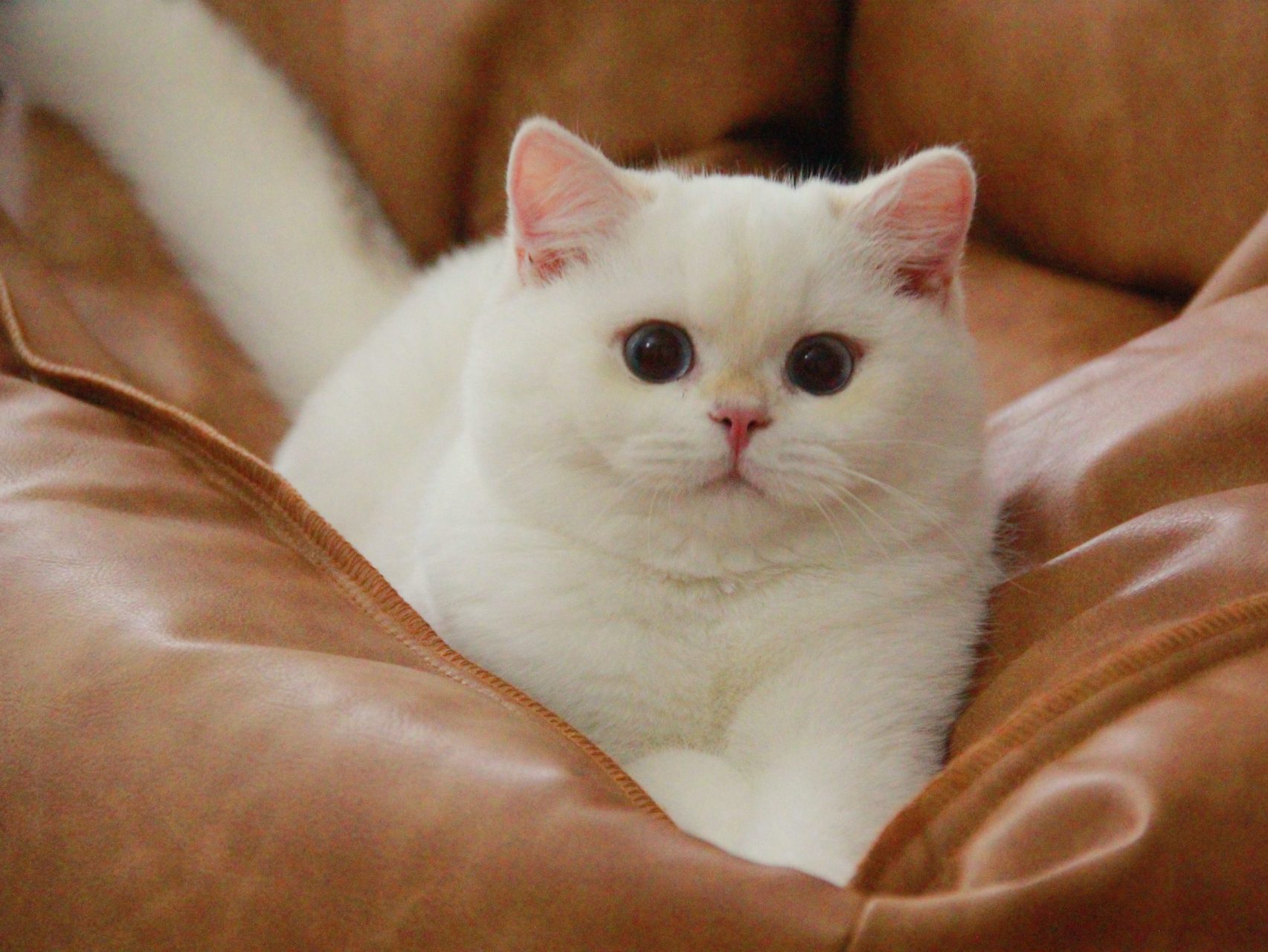 british shorthair cat