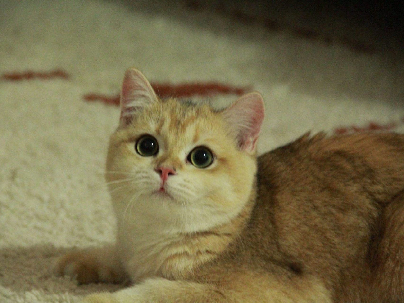 british short cat for sale