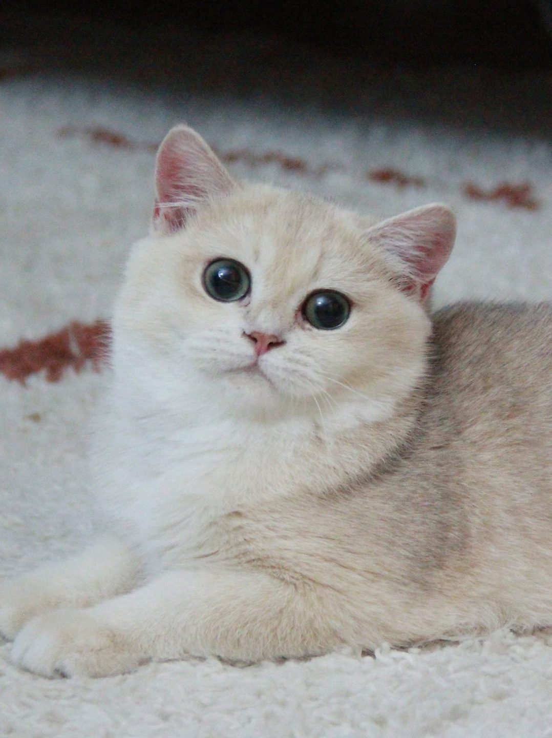 british blue shorthair for sale