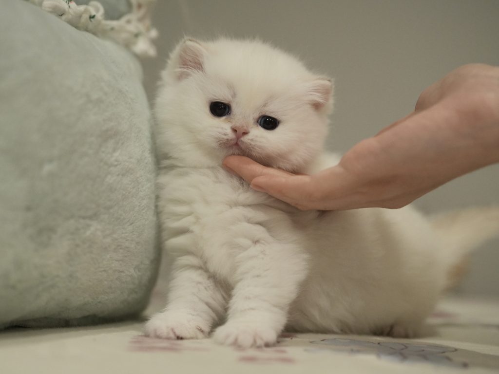 the young age photo of snowball as a golden point shaded british shorthair for sale
