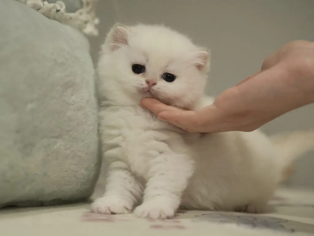 the young age photo of snowball as a golden point shaded british shorthair for sale
