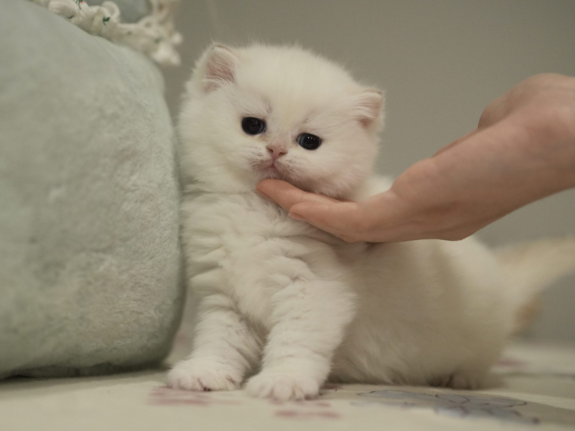 british shorthair ontario