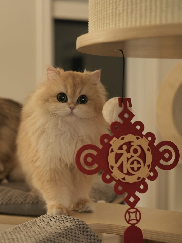 golden british longhair gwen is a needy and naughty girl who enjoys jumping around.