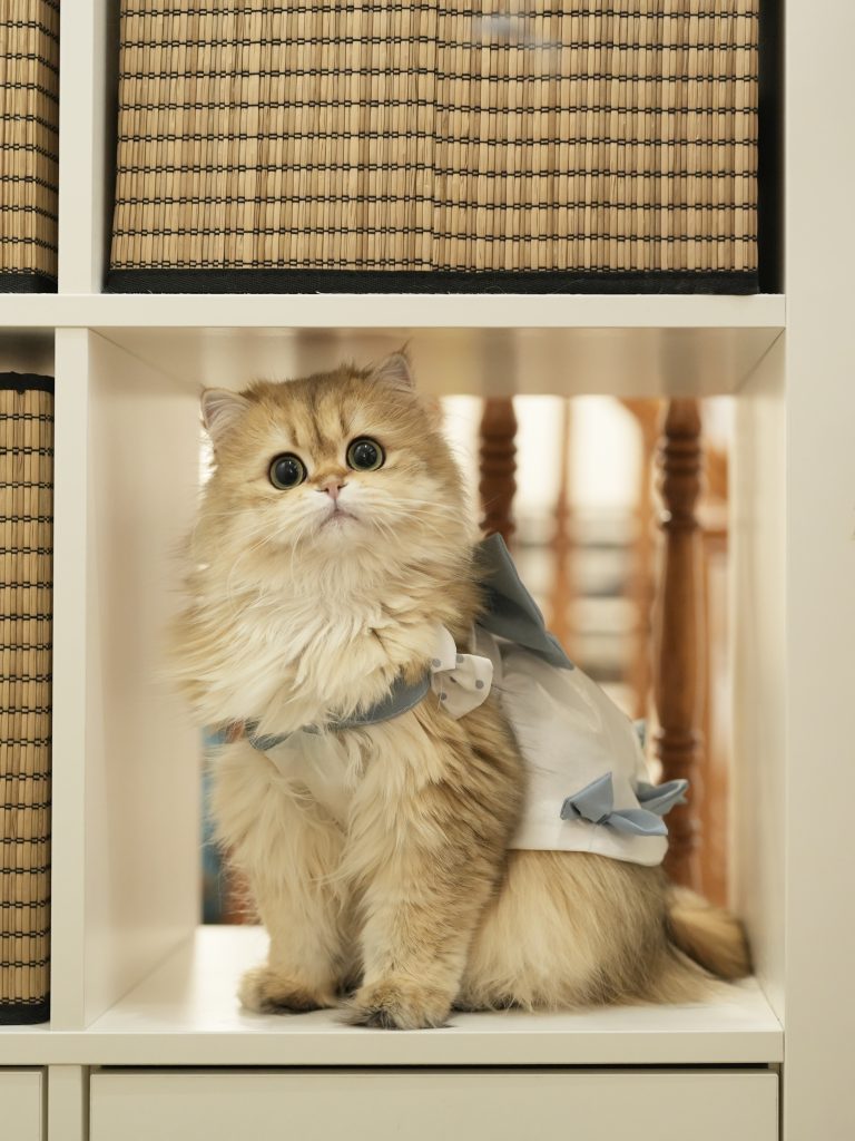 edith is one of my favorite golden british longhair with great performance and plush coat.