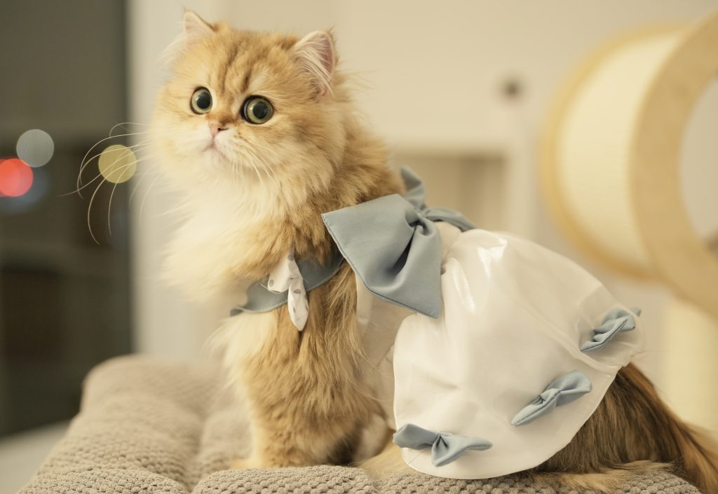 Golden British Longhair