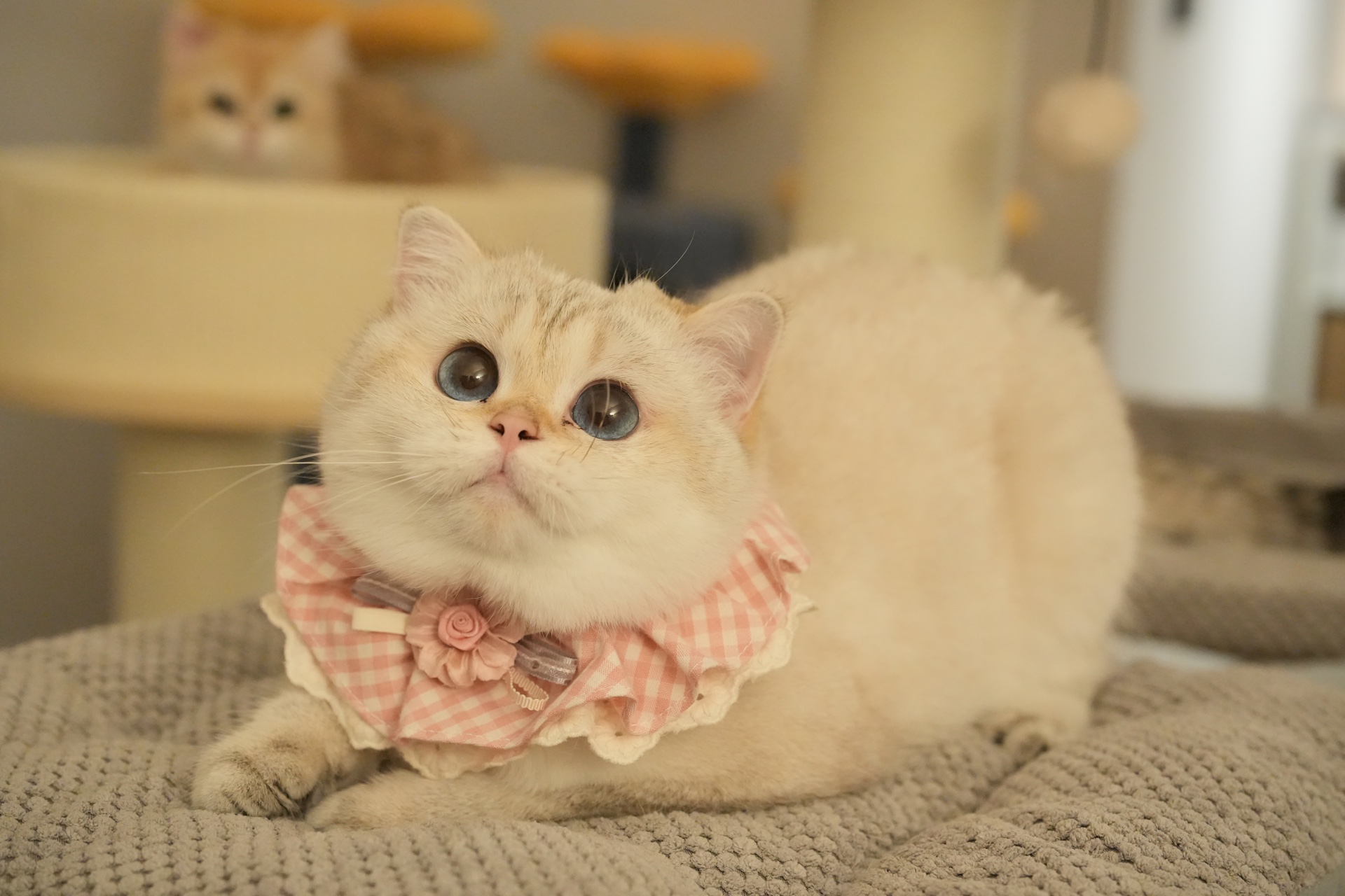 Luna's Photos - British Shorthair for sale & British Longhair Kittens for sale