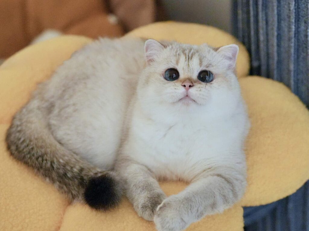 British Shorthair and British Longhair - Queens - British Shorthair for sale & British Longhair Kittens for sale