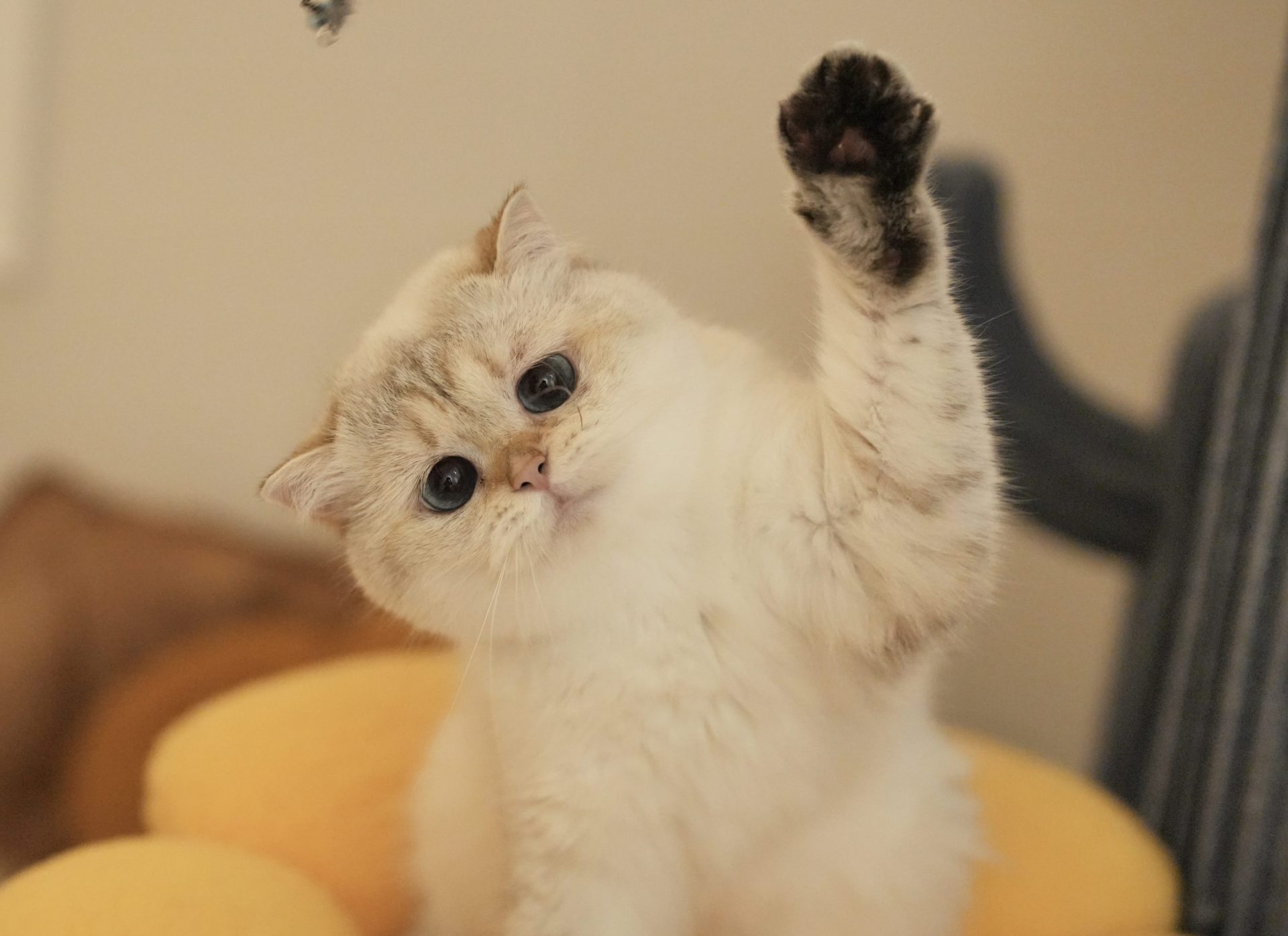 Luna's Photos - British Shorthair for sale & British Longhair Kittens for sale