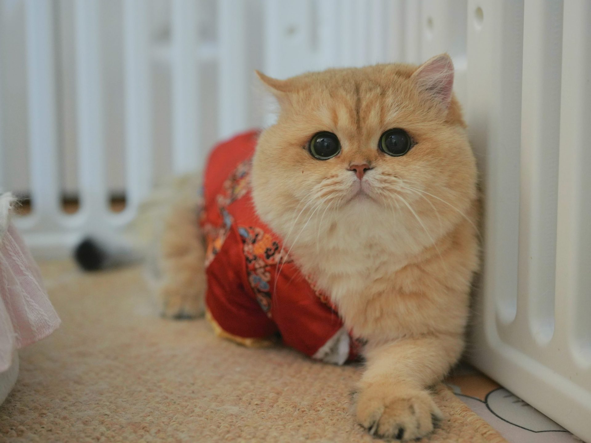 buy a british shorthair