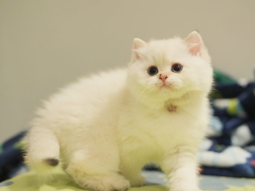 Ash - Golden Point Shaded British Shorthair - British Shorthair for sale & British Longhair Kittens for sale