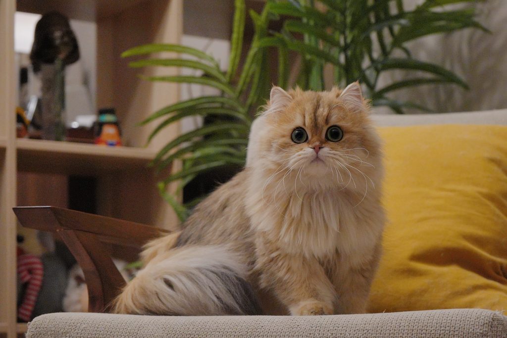 Golden British Longhair