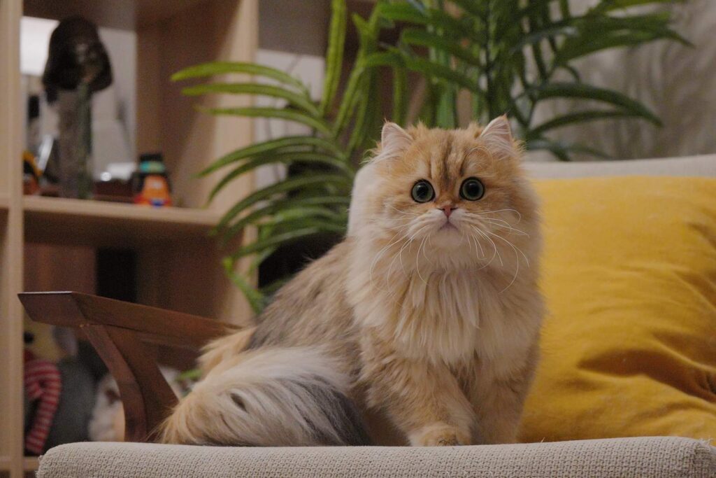 Great Performance of Our Beautiful British Shorthair in Cat Show - British Shorthair for sale & British Longhair Kittens for sale