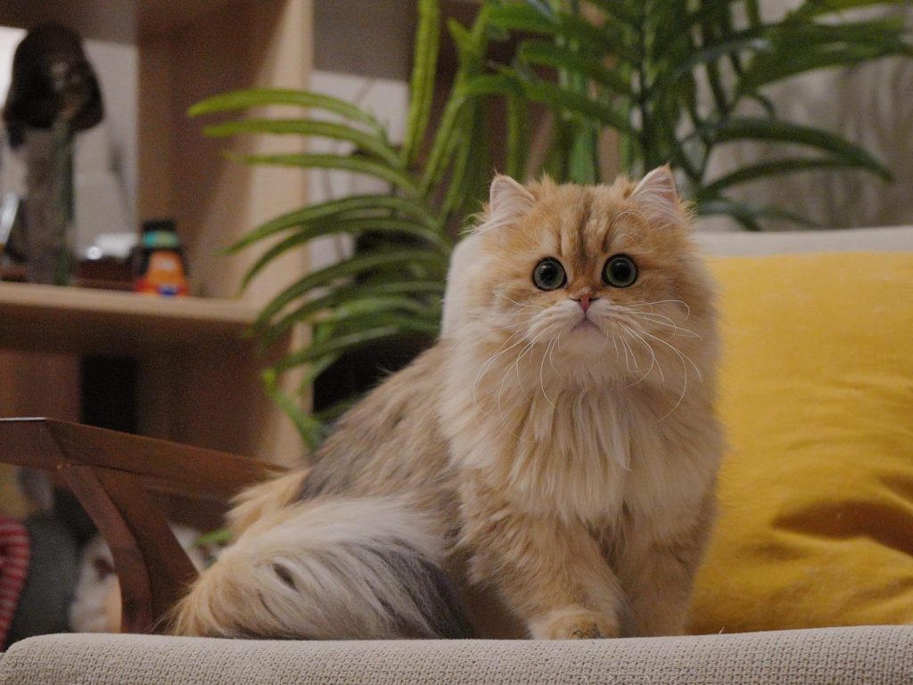 Great Performance of Our Beautiful British Shorthair in Cat Show - British Shorthair for sale & British Longhair Kittens for sale