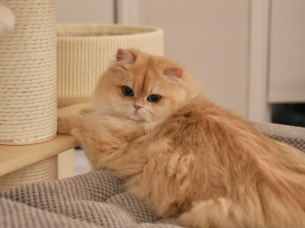 Golden British Longhair