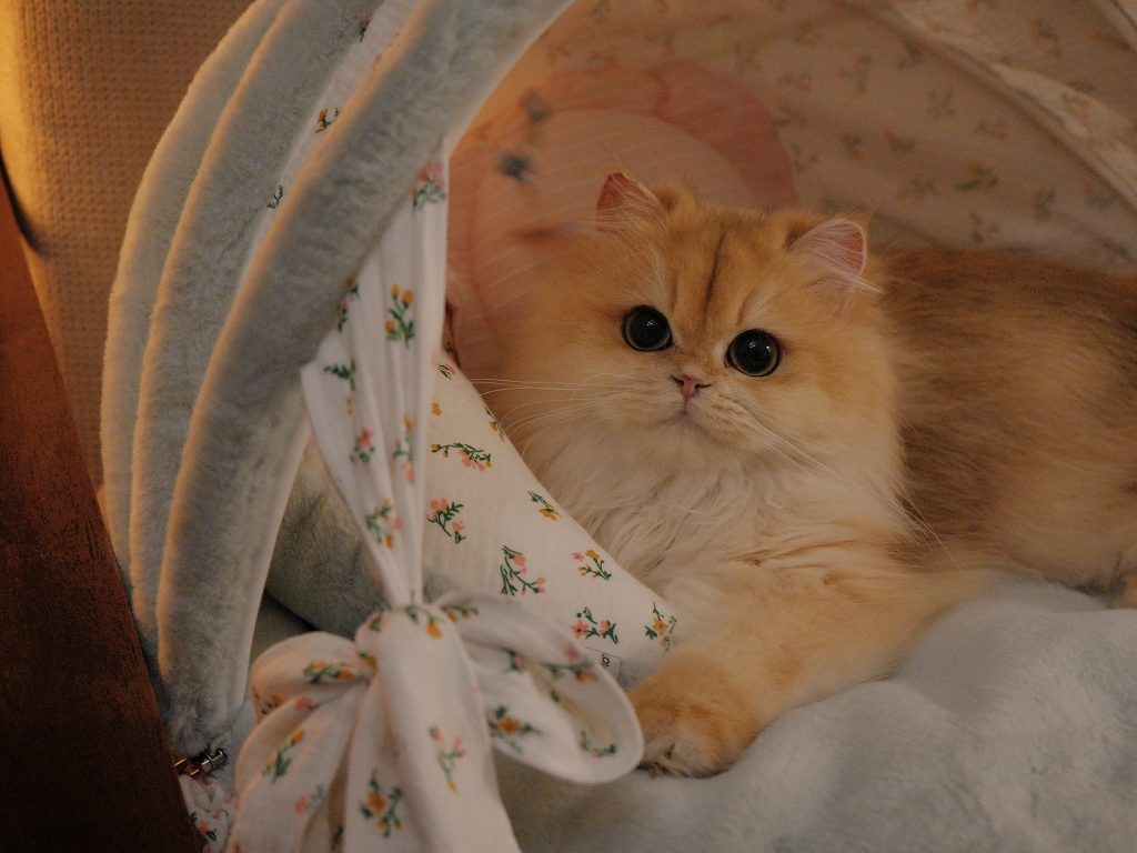Golden British Longhair