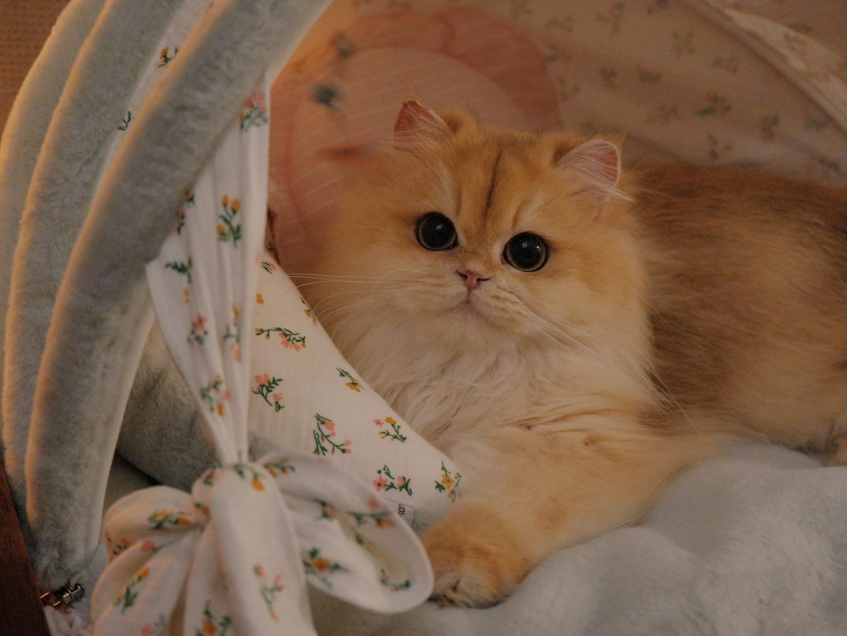 Golden British Longhair 