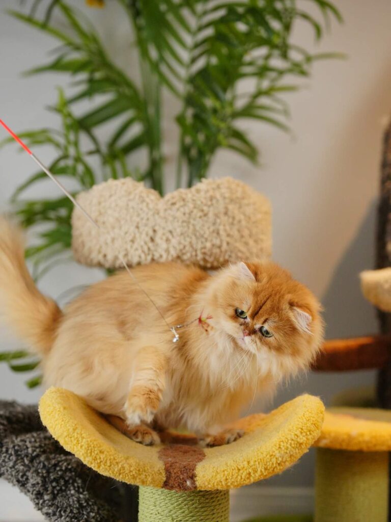 Robert - Golden British Longhair - British Shorthair for sale & British Longhair Kittens for sale