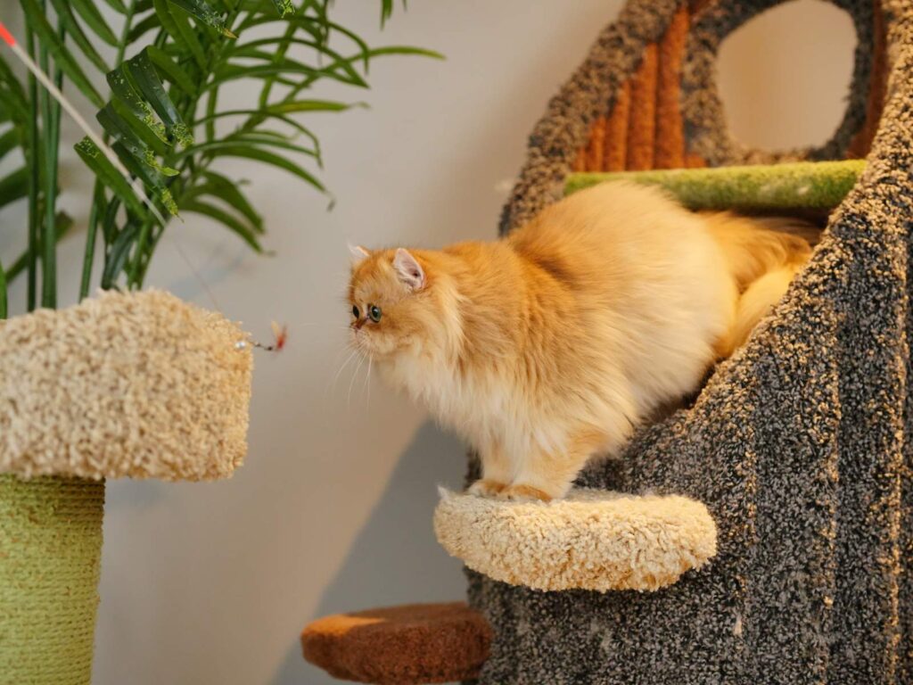 Robert - Golden British Longhair - British Shorthair for sale & British Longhair Kittens for sale