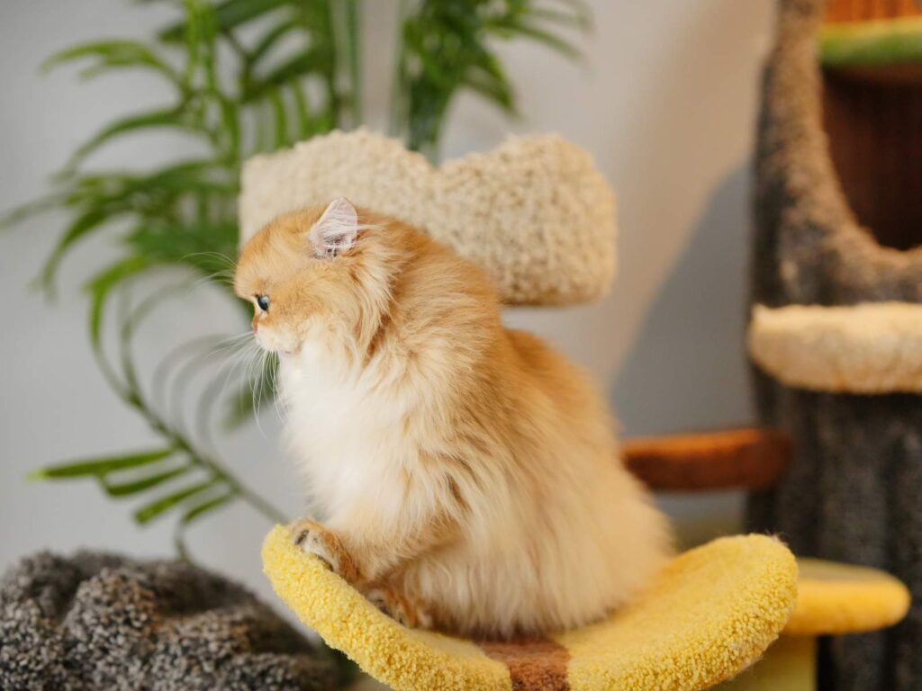Robert - Golden British Longhair - British Shorthair for sale & British Longhair Kittens for sale