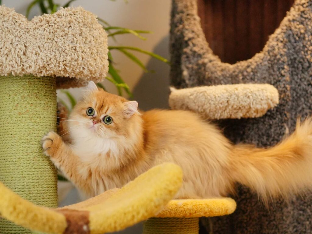 Robert - Golden British Longhair - British Shorthair for sale & British Longhair Kittens for sale