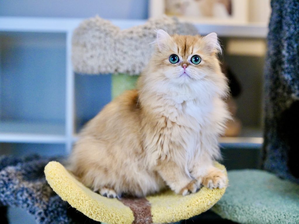 The Purpose of Our Cattery - British Shorthair for sale & British Longhair Kittens for sale