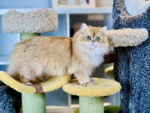 british longhair kittens for sale