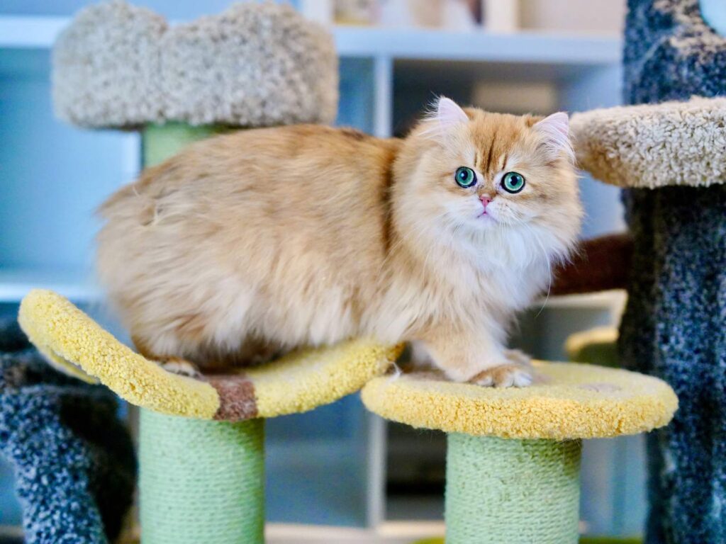 Robert - Golden British Longhair - British Shorthair for sale & British Longhair Kittens for sale