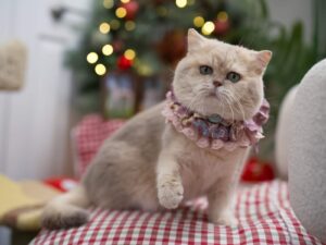 the lilac golden british shorthair henry is celebrating the holiday