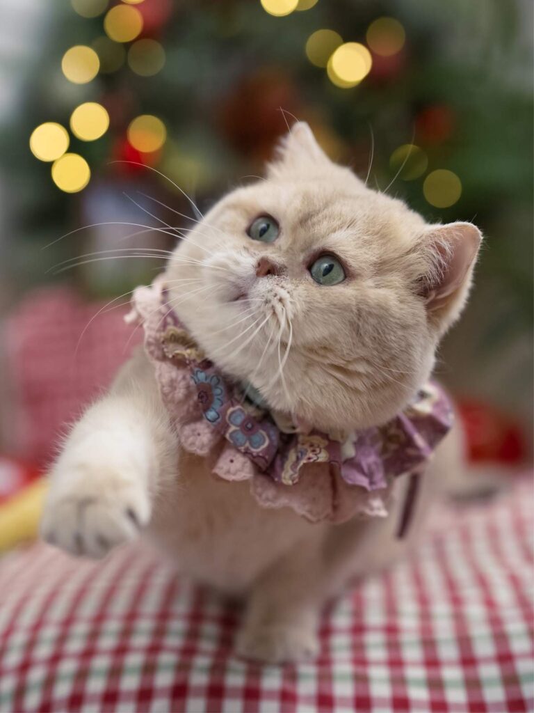 lilac golden british shorthair cat henry is playing under the Christmas tree