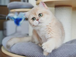 Henry's Photo - British Shorthair for sale & British Longhair Kittens for sale