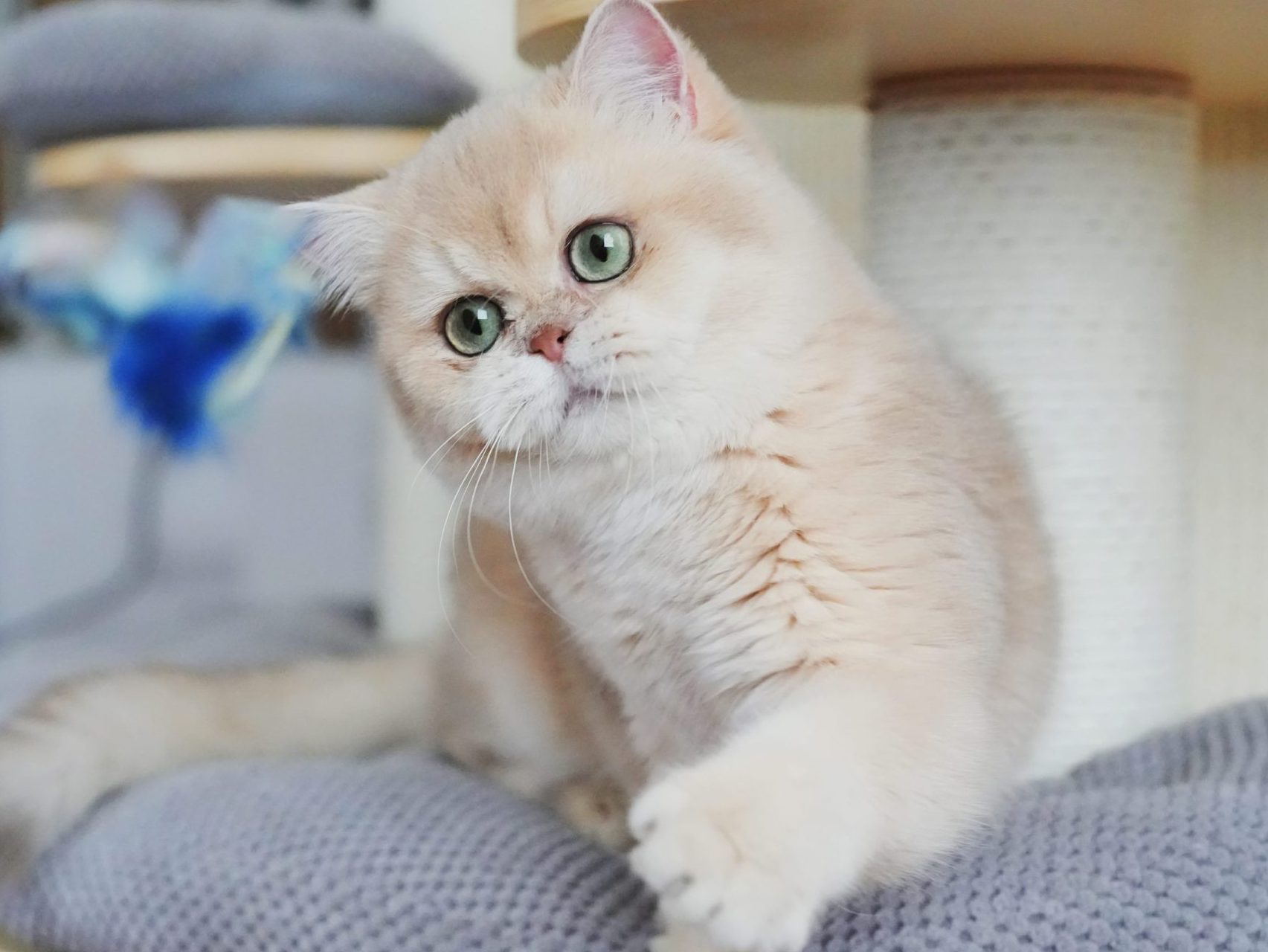 cat show toronto 2024