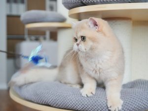Henry's Photo - British Shorthair for sale & British Longhair Kittens for sale