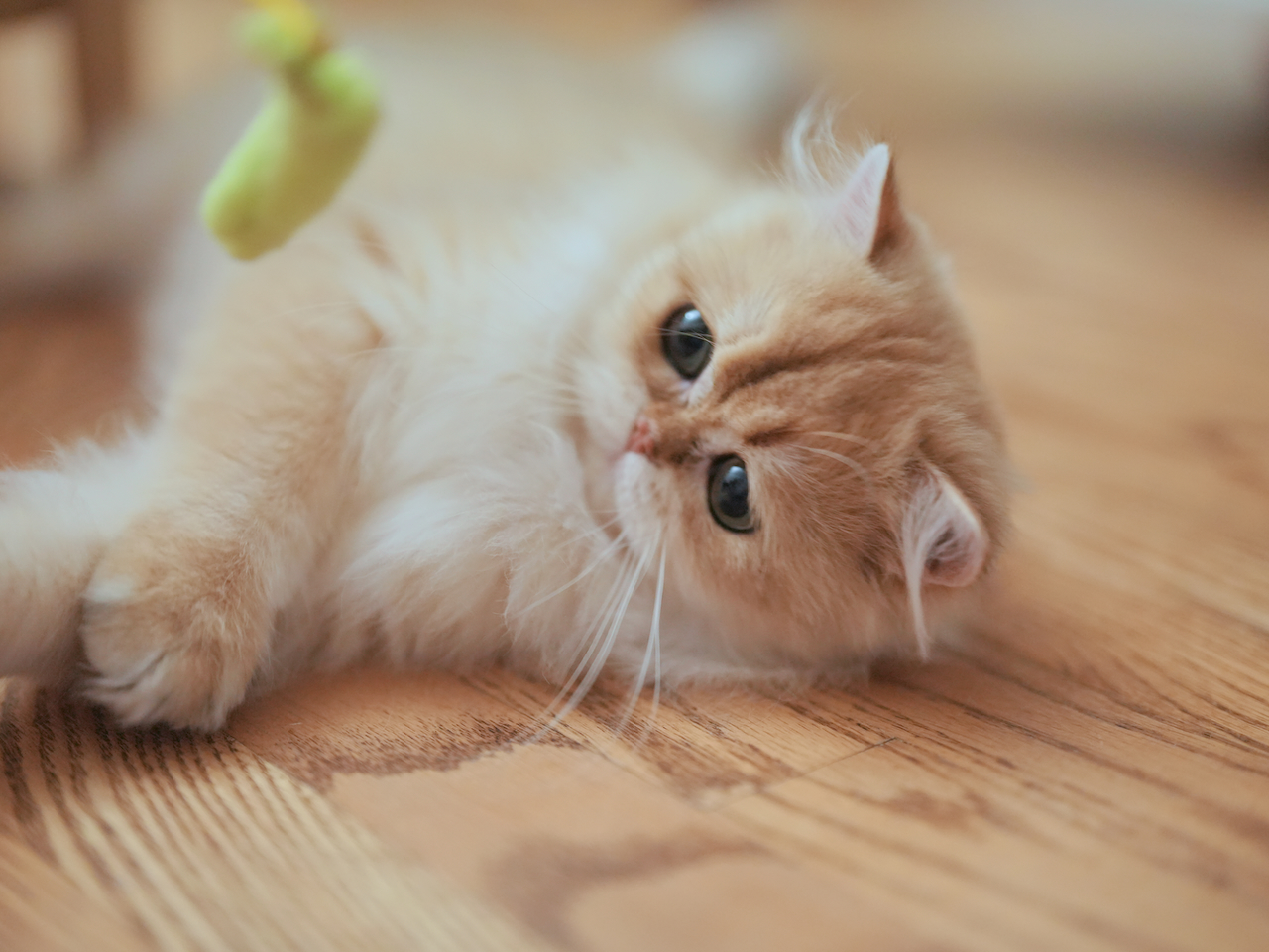 Recent Photos of Edith, Violet, Gwen, Sugar and Robert - British Shorthair for sale & British Longhair Kittens for sale