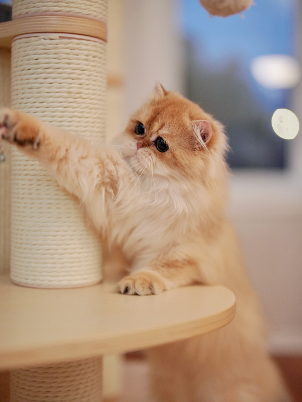 Recent Photos of Edith, Violet, Gwen, Sugar and Robert - British Shorthair for sale & British Longhair Kittens for sale