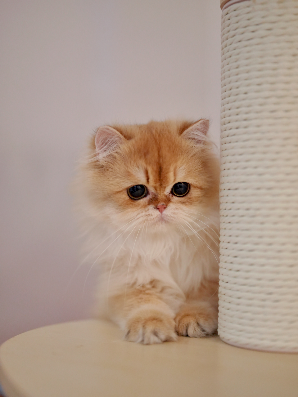 Recent Photos of Edith, Violet, Gwen, Sugar and Robert - British Shorthair for sale & British Longhair Kittens for sale