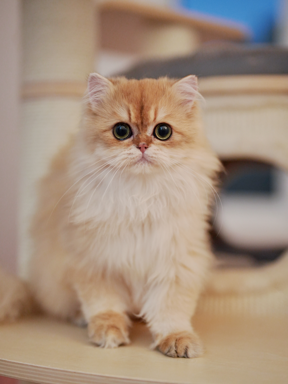 Recent Photos of Edith, Violet, Gwen, Sugar and Robert - British Shorthair for sale & British Longhair Kittens for sale