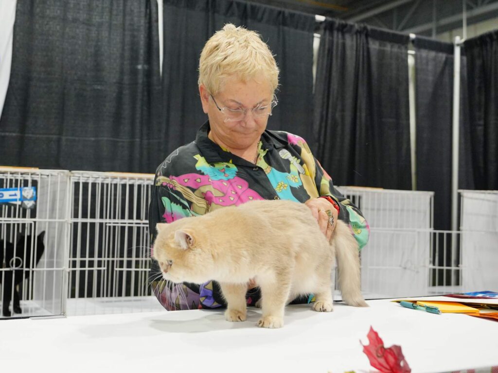 Henry - Lilac Golden British Shorthair - British Shorthair for sale & British Longhair Kittens for sale
