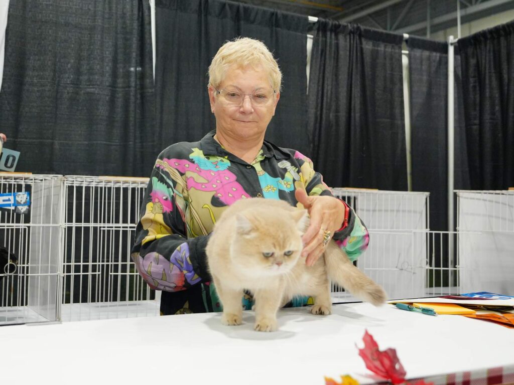 Henry - Lilac Golden British Shorthair - British Shorthair for sale & British Longhair Kittens for sale