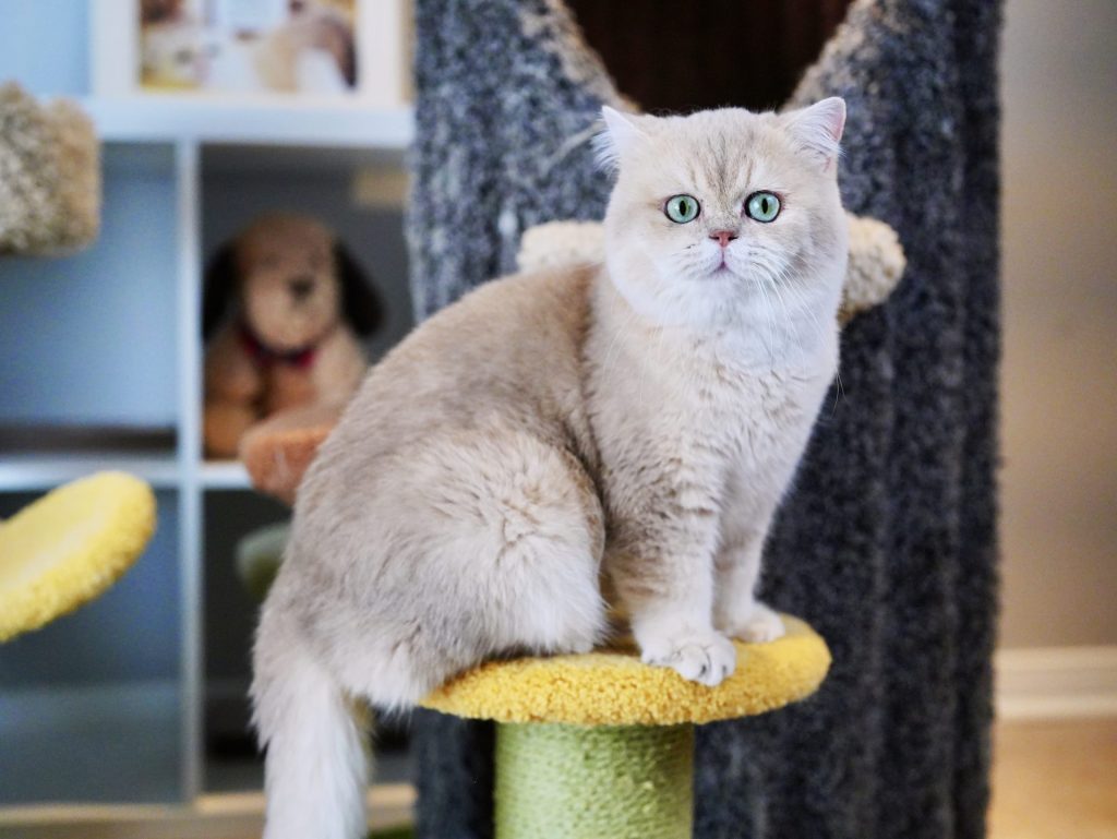 Why Choose a British Shorthair as Your Family Pet? - British Shorthair for sale & British Longhair Kittens for sale