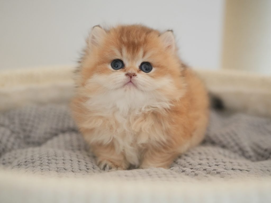 Atlas - Golden Shaded British Longhair - British Shorthair for sale & British Longhair Kittens for sale