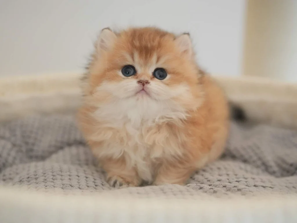 Atlas - Golden Shaded British Longhair - British Shorthair for sale & British Longhair Kittens for sale