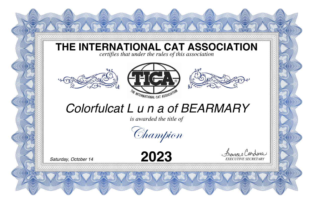 Cat Show